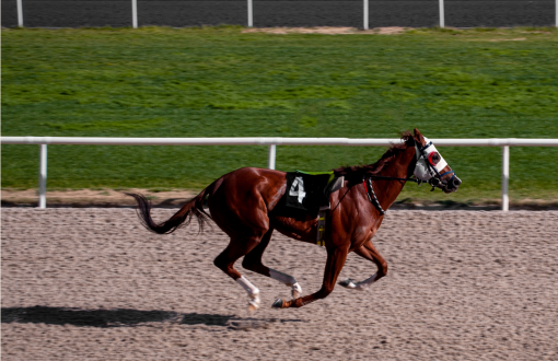 Horse running in Saratoga Springs reflecting the city’s racing culture