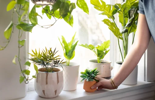 Woman placing a houseplant on a table while decorating her rental apartment to make it feel like home.